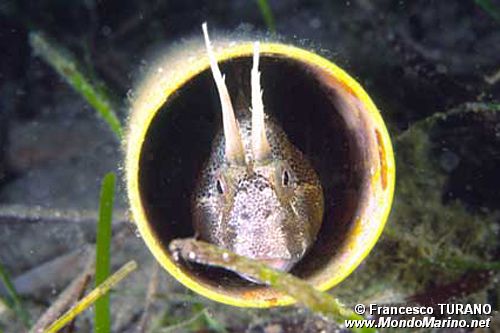 Bavosa cornuta (Parablennius tentacularis)