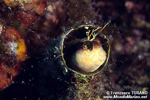 Bavosa bianca (Parablennius rouxi)