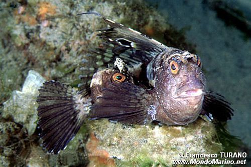 Bavosa occhiuta (Blennius ocellaris)
