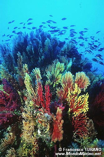 Gorgonia rossa (Paramuricea clavata)