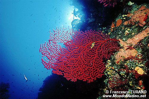 Gorgonia rossa (Paramuricea clavata)