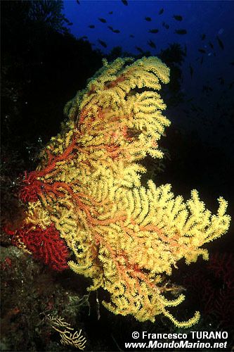 Gorgonia rossa (Paramuricea clavata)