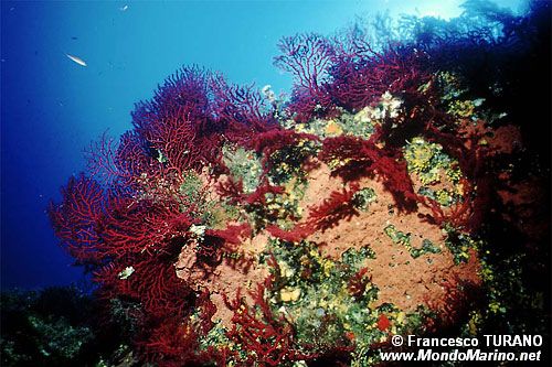 Gorgonia rossa (Paramuricea clavata)