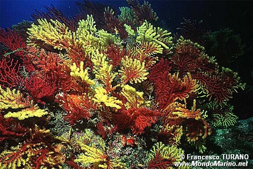 Gorgonia rossa (Paramuricea clavata)