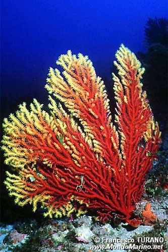 Gorgonia rossa (Paramuricea clavata)