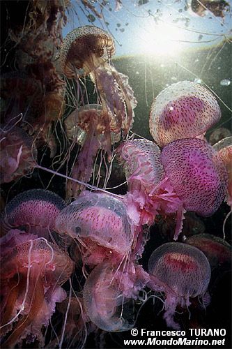 Medusa luminosa (Pelagia noctiluca)