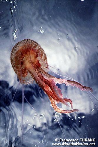 Medusa luminosa (Pelagia noctiluca)