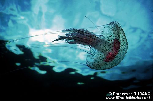 Medusa luminosa (Pelagia noctiluca)