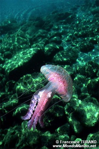 Medusa luminosa (Pelagia noctiluca)