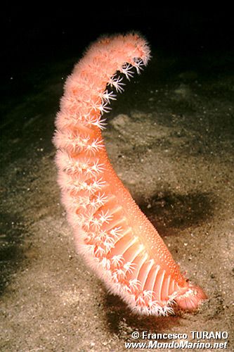 Pennatula rossa (Pennatula rubra)