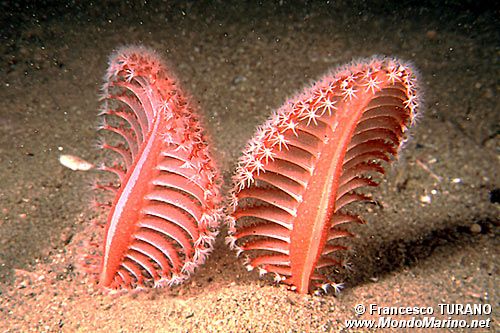 Pennatula rossa (Pennatula rubra)