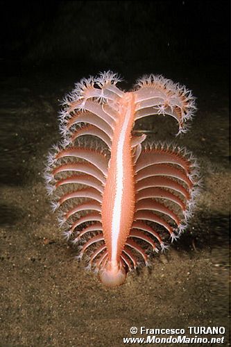 Pennatula rossa (Pennatula rubra)