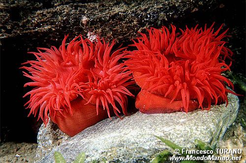 Pomodoro di mare (Actinia equina)