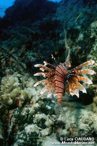 Pesce cobra (Pterois volitans)