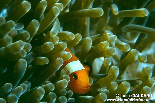 Pesce pagliaccio occidentale (Amphiprion ocellaris)