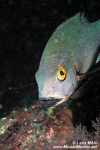 Azzannatore scuro (Macolor macularis)