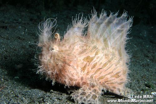 Pesce rana striato (Antennarius striatus)