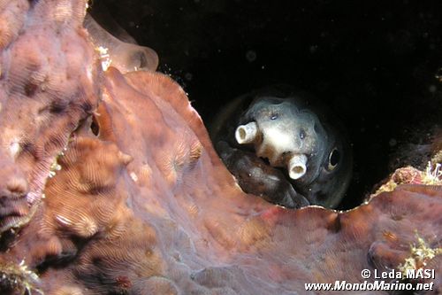 Anguilla serpente (Myrichthys n.d.)