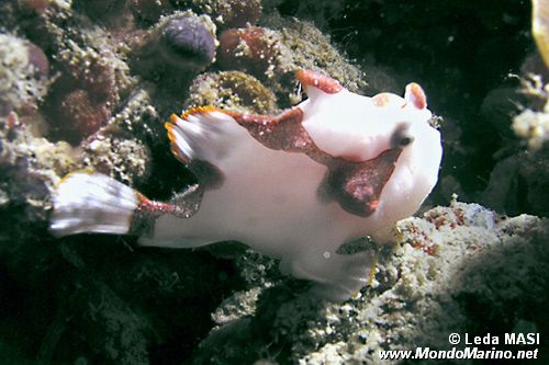 Pesce rana maculato (Antennarius maculatus)