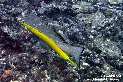 Pesce trombetta (Aulostomus chinensis)