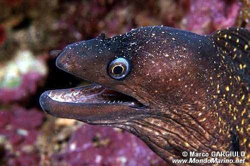 Murena (Muraena helena)