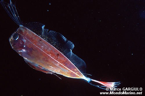 Lambrea (Zu cristatus)