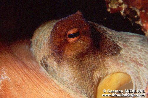 Polpo comune (Octopus vulgaris)