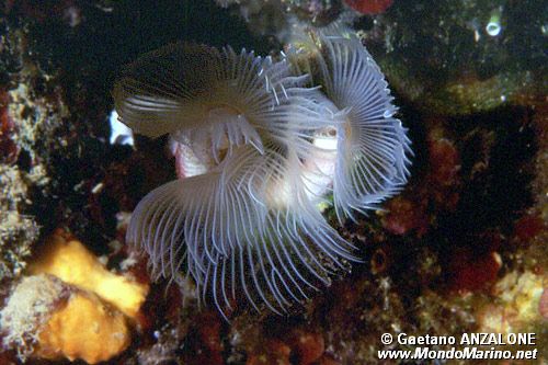 Verme dal ciuffo bianco (Protula tubularia)