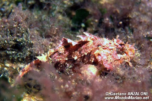 Scorfano rosso (Scorpaena scrofa)