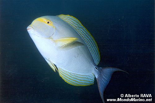 Pesce chirurgo pinna gialla (Acanthurus xanthopterus)