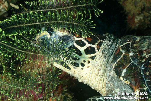 Tartaruga (Eretmochelys imbricata)