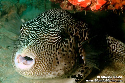 Pesce palla mappa (Arothron mappa)