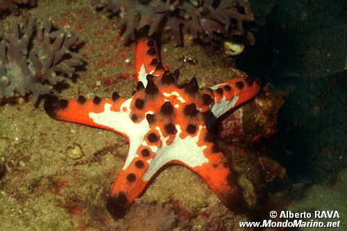 Stella cornuta (Protoreaster nodosus)