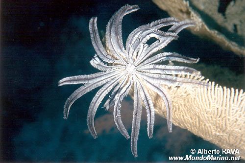 Crinoide (Comanthus wahlbergi)