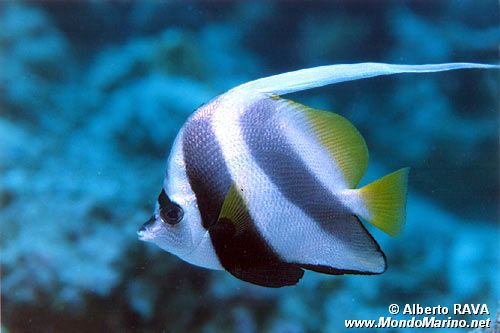 Pesce farfalla dal ciuffo (Heniochus diphreutes)