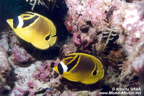 Pesce farfalla fasciato (Chaetodon fasciatus)