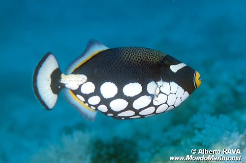 Pesce balestra clown (Balistoides conspicillum)