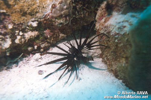 Pesce cobra (Pterois miles)