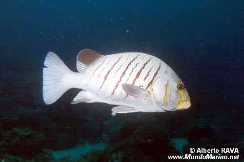Gaterino (Plectorhinchus plagiodesmus)