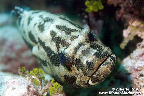 Cernia marmorizzata (Epinephelus polyphekadion)