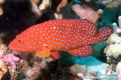 Cernia miniata (Cephalopholis miniata)