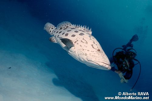 Cernia 'potato cod' (Epinephelus tukula)
