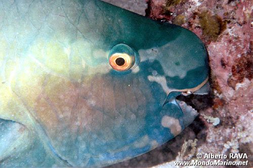 Pesce pappagallo (Scarus rubroviolaceus)