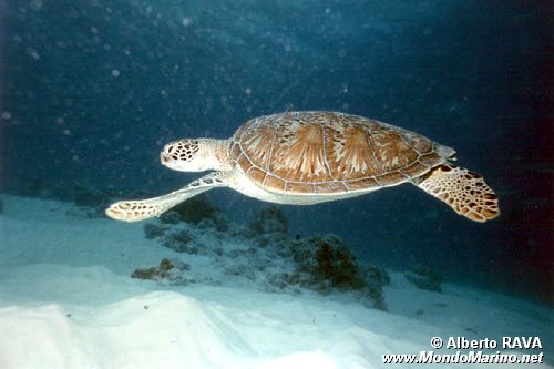 Tartaruga verde (Chelonia mydas)