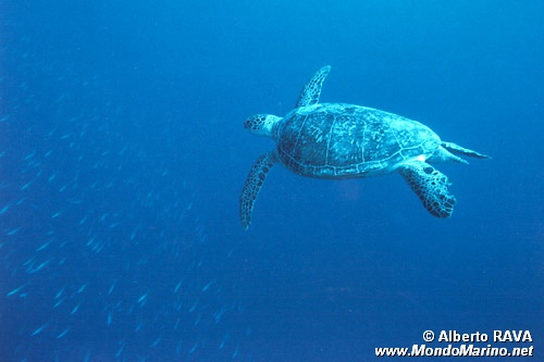 Tartaruga verde (Chelonia mydas)