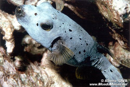 Pesce palla macchiato (Arothron nigropunctatus)