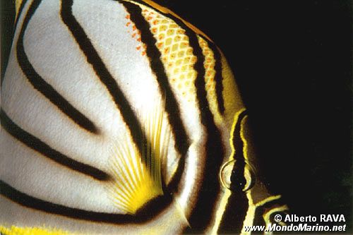 Pesce farfalla bianco (Chaetodon meyeri)