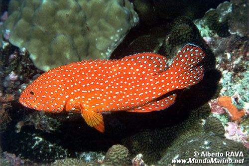 Cernia miniata (Cephalopholis miniata)