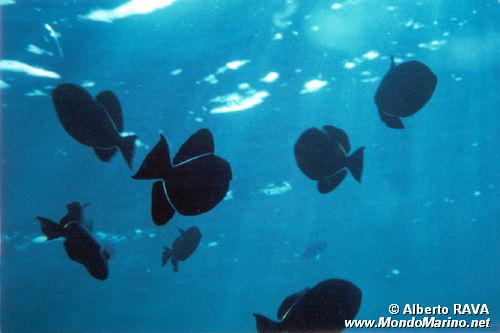 Pesce balestra nero (Melichthys niger)
