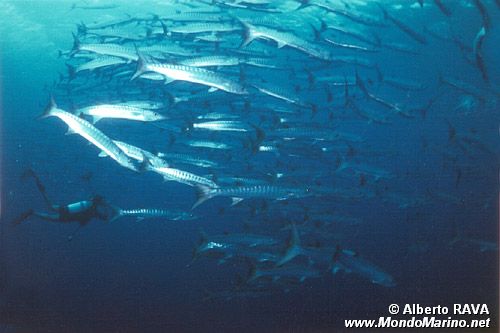 Barracuda (Sphyraena jello)
